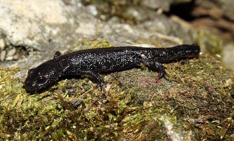 During the terrestrial phase great crested newts lose their crests (H Krisp)